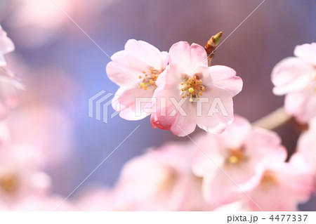 フジザクラ 4477337