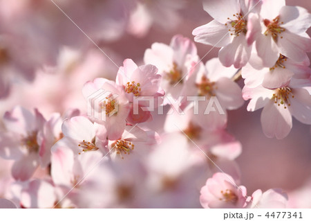 フジザクラ1 フジザクラ1 4477341