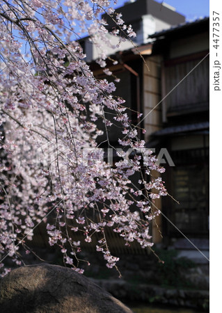 春の祇園白川 春の祇園白川 4477357