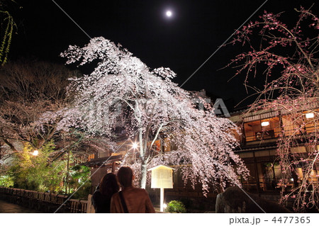 祇園白川の夜桜　 4477365
