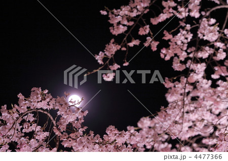 夜桜に月 4477366