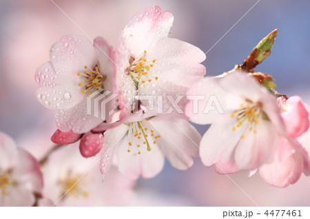 フジザクラ22 フジザクラ22 4477461