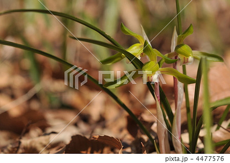 春蘭 春蘭 4477576