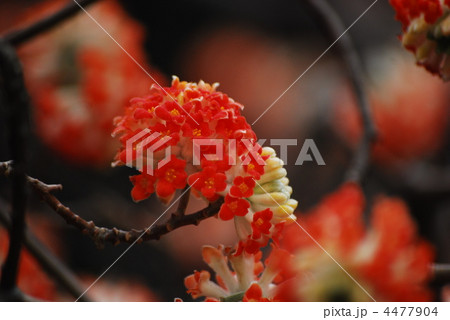 アカバナミツマタ 4477904