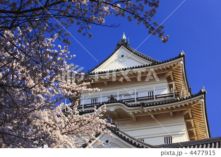 小田原城と桜満開　 4477915