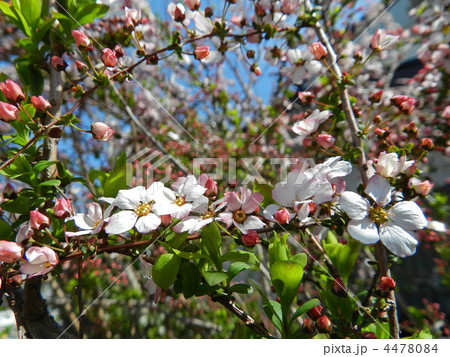 ピンクユキヤナギ（桃色雪柳） 4478084