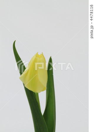 淡黄色のチューリップ 4478116