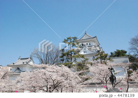 大垣城と桜 4478139