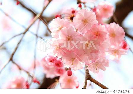 桜001 4478178