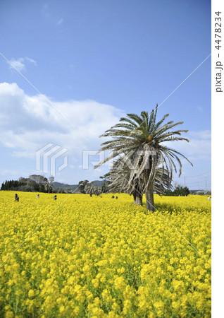 菜の花畑 4478234