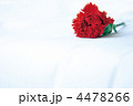 カーネーション 4478266