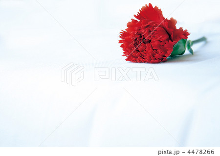 カーネーション 4478266