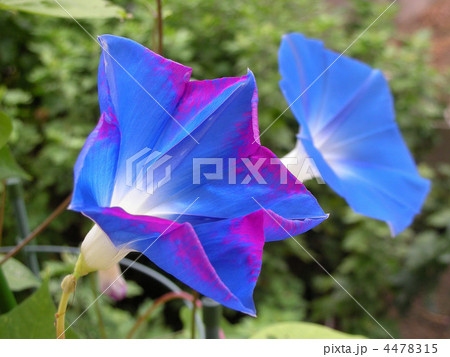 Heavenly Blue 4478315