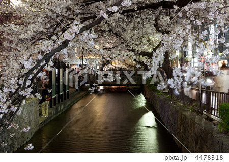 京都の夜、高瀬川の桜景 4478318