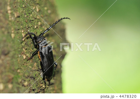 夏の甲虫　～ノコギリカミキリ～ 4478320