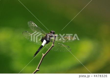 夏のトンボ　～コシアキトンボ～ 4478326