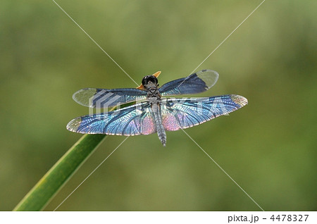 夏のトンボ ~チョウトンボ~ 夏のトンボ ~チョウトンボ~ 4478327