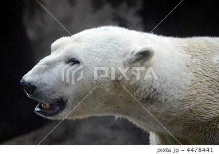 白熊 4478441