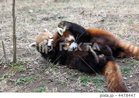 レッサーパンダ 4478447