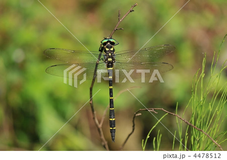 夏のトンボ　～オニヤンマ～ 4478512