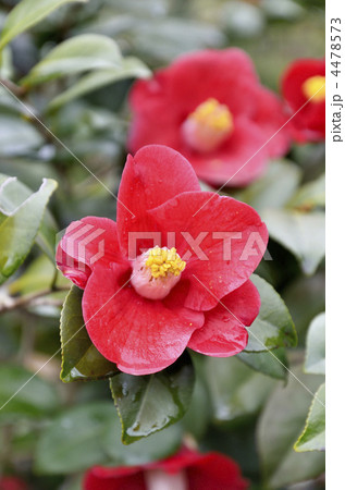 椿 婆の木 椿 婆の木 4478573