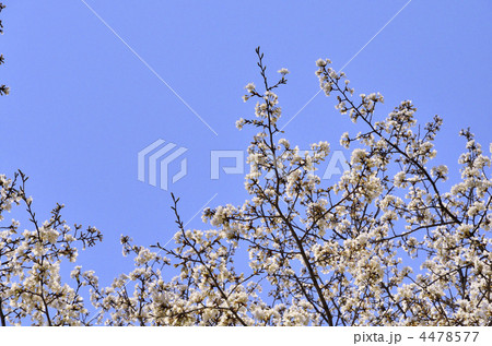 晴の桜 4478577