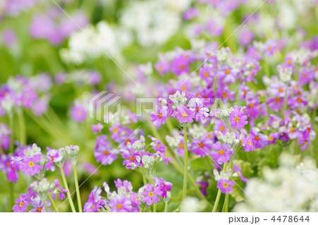 さくら草 4478644