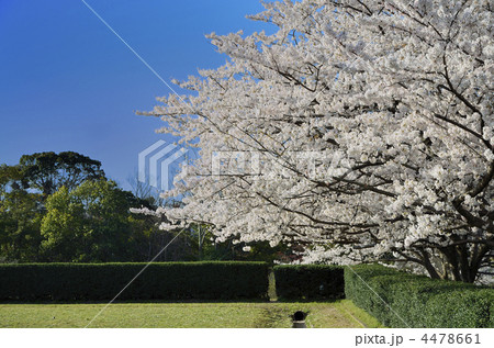 桜(大宰府政庁跡) 桜(大宰府政庁跡) 4478661