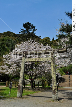 桜と鳥居（精矛神社） 4478669