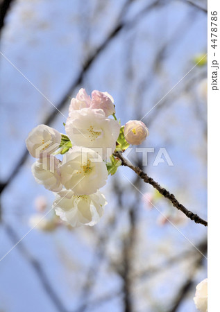 松前桜 松前桜 4478786