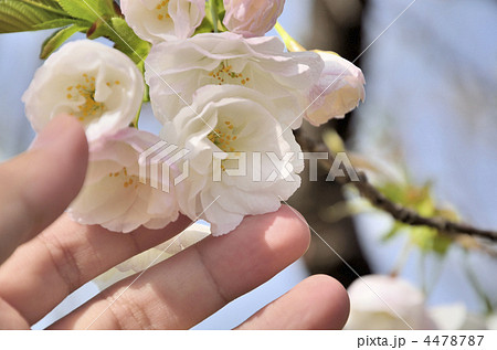 松前桜 松前桜 4478787