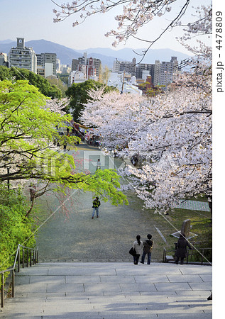 西公園の桜 4478809