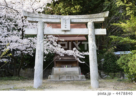 荒津神社の桜 荒津神社の桜 4478840