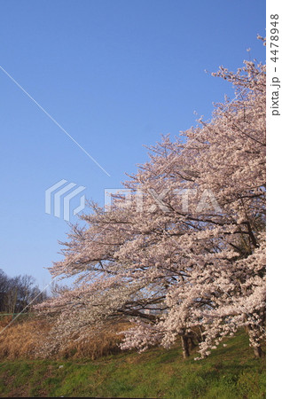 サクラ-3 サクラ-3 4478948