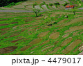 4479017
