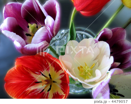 beautiful tulips 4479057