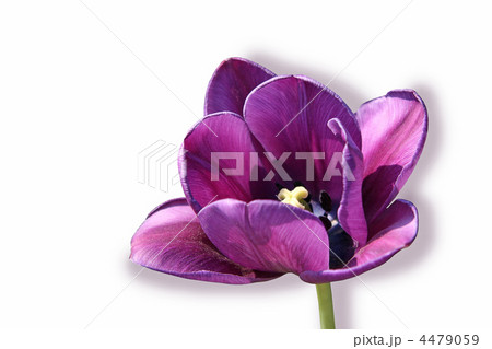 beautiful tulip isolated on white 4479059