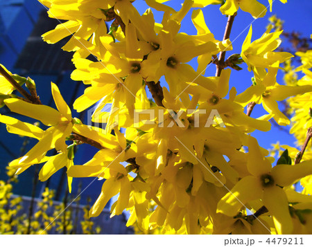 beautiful yellow flowers 4479211