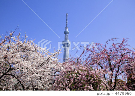 春のスカイツリー 春のスカイツリー 4479960