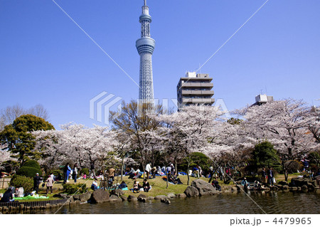 春のスカイツリー 4479965