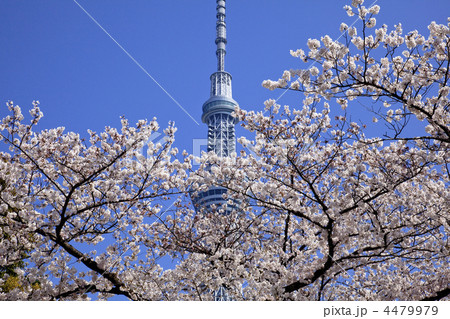 春のスカイツリー 4479979