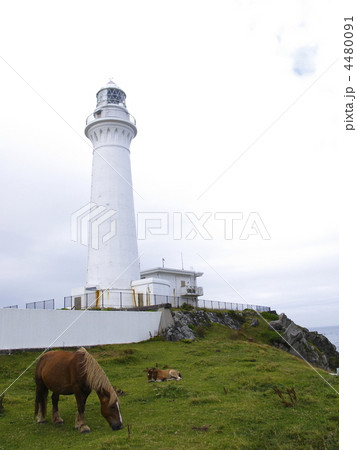 尻屋埼灯台と寒立馬 4480091