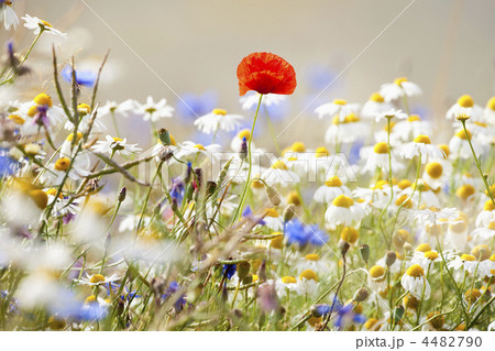 wild flowers 4482790