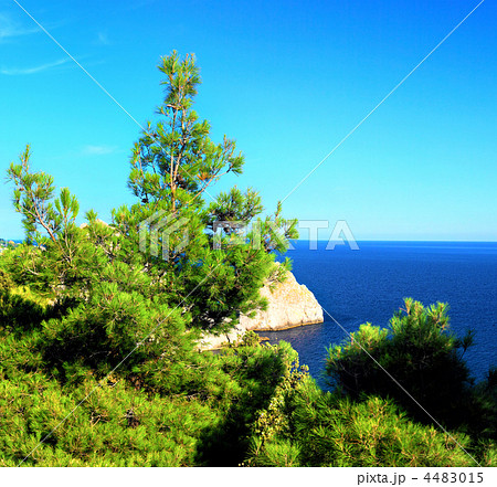 Crimea  Black Sea landscape.Pine 4483015