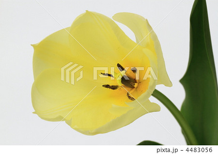 淡黄色のチューリップ 4483056