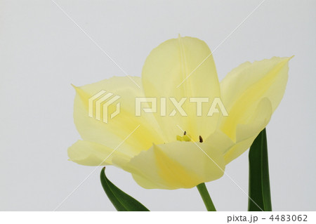 淡黄色のチューリップ 4483062