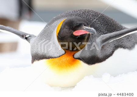 キングペンギン 4483400