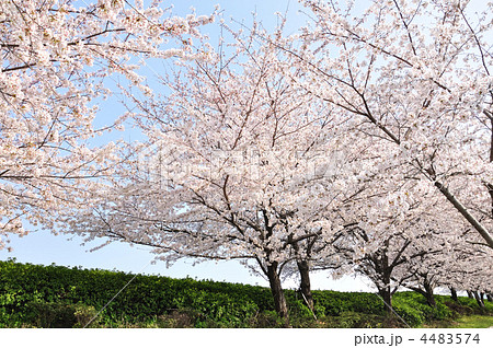 満開 満開 4483574
