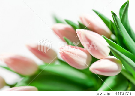 nice tulips 4483773