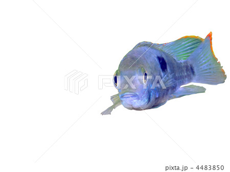 Aquarium Fish dwarf Cichlid-Apistogramma nijsseni. 4483850